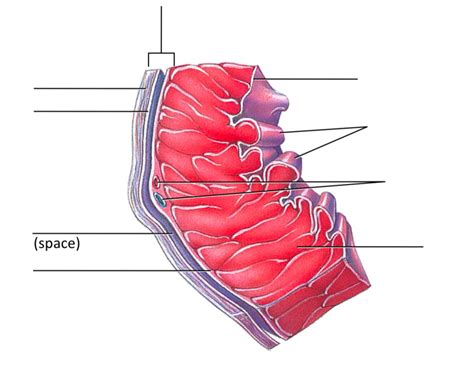 Anatomy Heart Quiz Anatomical Charts And Posters