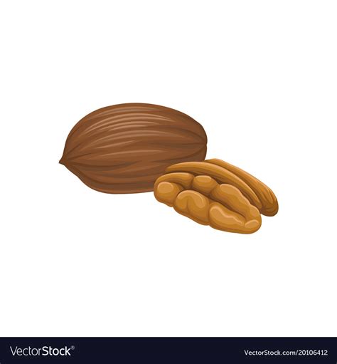 Cartoon Icon Brown Pecan Nut Healthy Royalty Free Vector