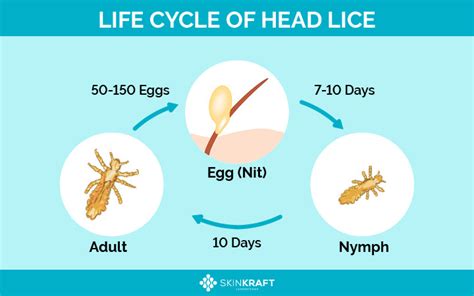 Head Lice How To Get Rid Of Them With Simple Steps Skinkraft