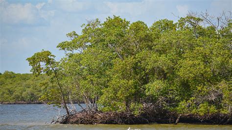 Ten Thousand Islands By Boat Florida Hikes