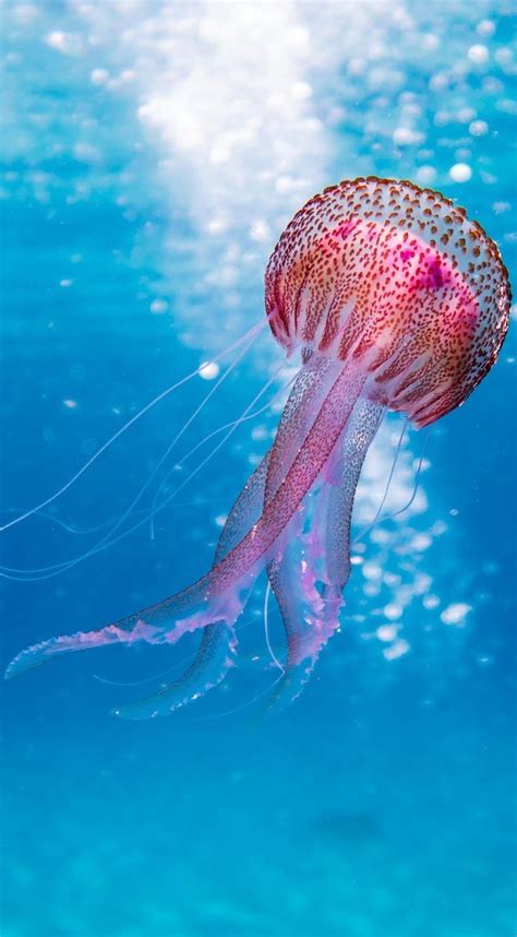 Picture Of A Beautiful Jellyfish Sea Animals Seacreatures Ocean