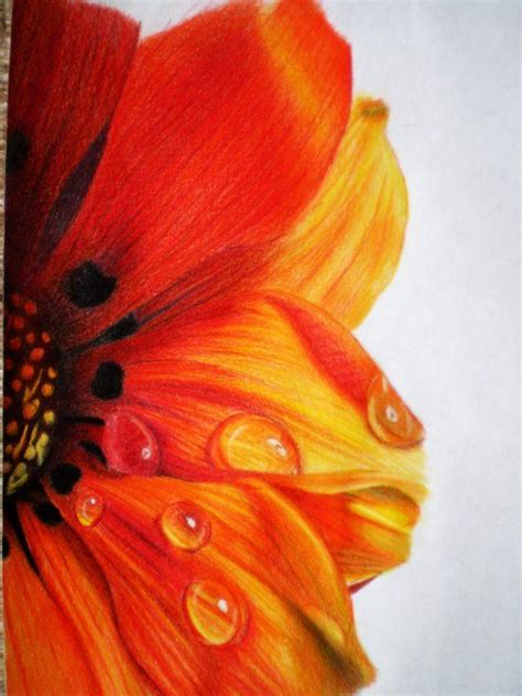 Easy Flower Drawings In Pencil With Colour Flowers In Drawing Colour