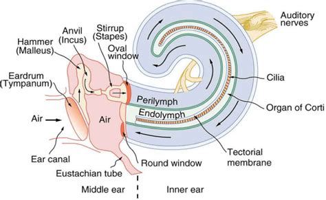 Image Result For Cochlea And Organ Of Corti Ear Diagram Inner Ear