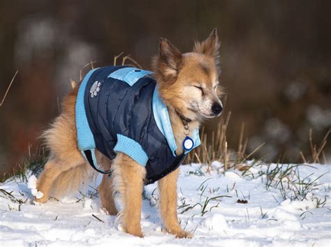 8 Dog Clothes That Are Actually Practical Healthy Paws