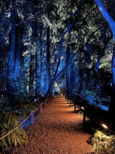 Enchanted Forest Of Light At Descanso Gardens 2022 Any Tots
