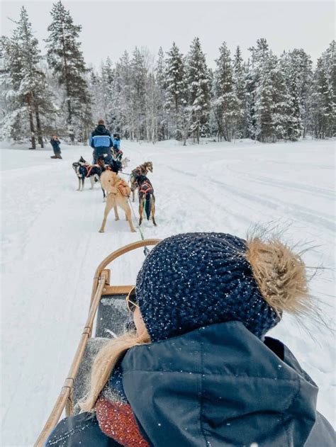 Dog Sledding Finland Dog Sledding Dogs Rovaniemi