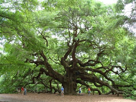The Angel Oak Tree Charleston South Carolina The Angel Oak Is