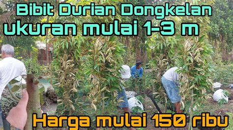 Bibit Durian Jenis Bawor Musangking Duri Hitam Dan Super Tembaga