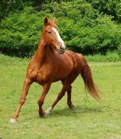 Maybe you would like to learn more about one of these? Horse Colors Quiz - Mr. Russell's Class - ProProfs Quiz