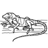 Desenho De Iguana Para Colorir Tudodesenhos