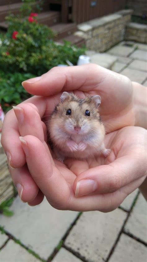 Hamster Life Hamster House Cute Animal Photos Animal Pictures Cute