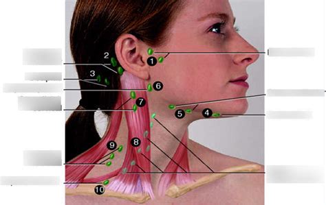 Lymphatic Drainage Lymph Nodes Head Face Neck Retropharyngeal Lymph