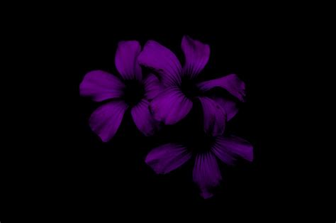 Three Purple Flowers In Black Background Photo Free Flower Image On