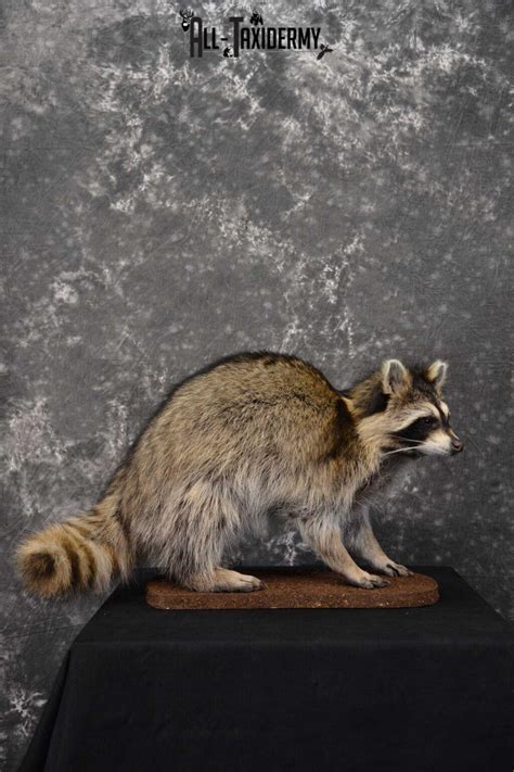 Raccoon Full Body Taxidermy Mount Sku 1594 All Taxidermy