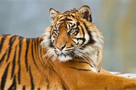 Surya A Beautiful Sumatran Tiger Stretched Out In The Sun To Watch The