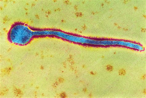 Ebola virus and marburg virus live in animal hosts. Coloured TEM of a Marburg virus - Stock Image - M050/0745 ...