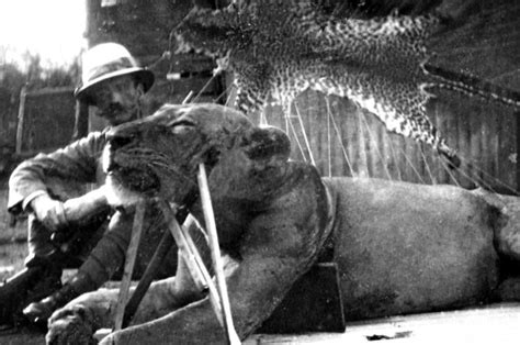 Cuanto mayor sea el grupo, menor es la depredación porque siempre suele haber uno con la cabeza levantada que pueda ver al león que se acerca. Los leones del Tsavo | Blog Viajero Astuto | EL PAÍS