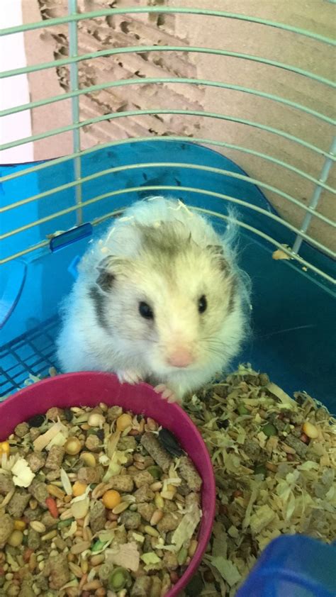 Teddy Bear Hamster Rodents For Sale Visalia Ca 326771