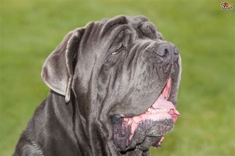 8 Adorable And Wrinkled Dog Breeds That Will Make You Smile Pets4homes