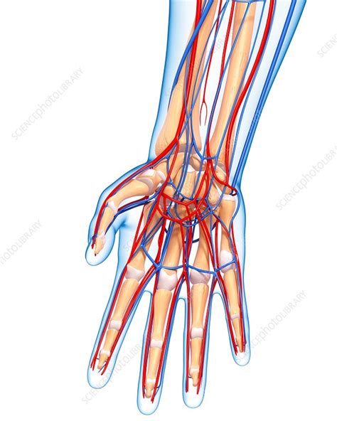 Hand Anatomy Artwork Stock Image F0060522 Science Photo Library