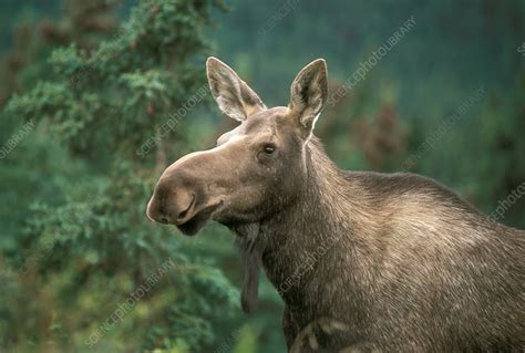 Cow Moose Stock Image Z9520237 Science Photo Library