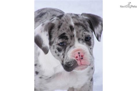 Producing pups that are show/working quality with thick bones. Meet SweetHeart a cute Alapaha Blue Blood Bulldog puppy ...