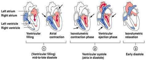 Contraction And Relaxation Of Cardiac Fibre