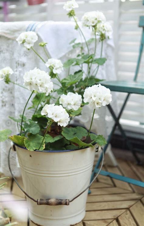 Pin By Rita Leydon On White And Green Farm Cottage Geraniums Garden