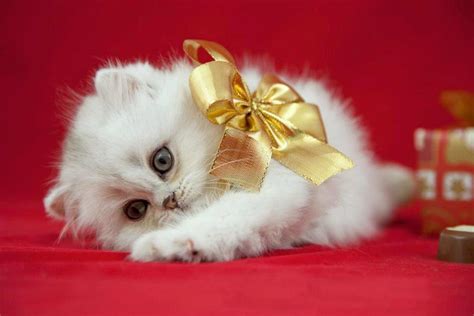 Really Cute Fluffy Cat Really Cute Cats