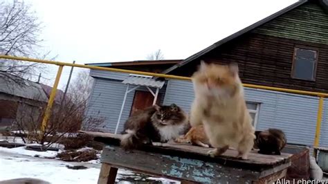 11 Jumping Cats Siberian Cat Кубок Кошляндии по прыжкам в длину 6