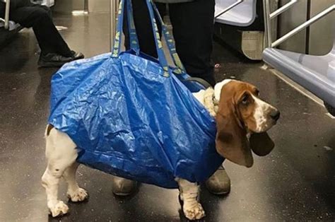 Dogs In Bags Are All Over The New York Subway Daily Star