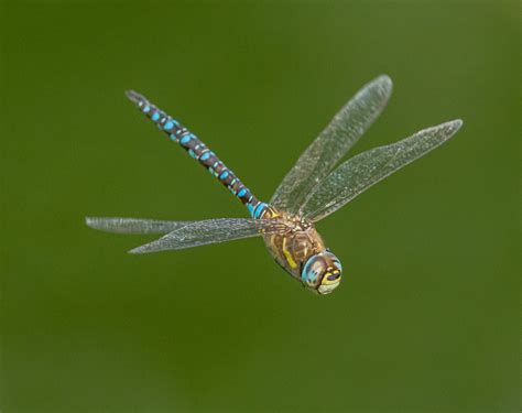 Colorful Dragonfly Flying In Nature · Free Stock Photo