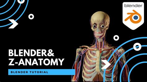 Free Human Anatomy Models Using Z Anatomy Blender Tutorial Youtube