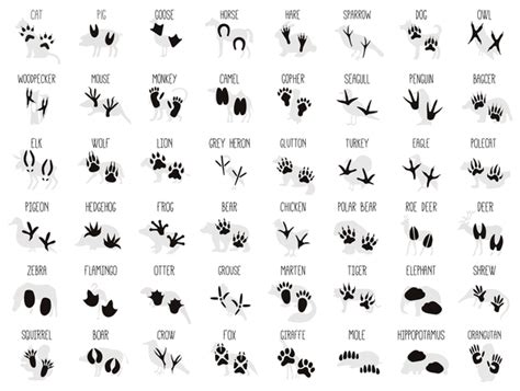 Set Of Animals Footprint Vectors Welovesolo