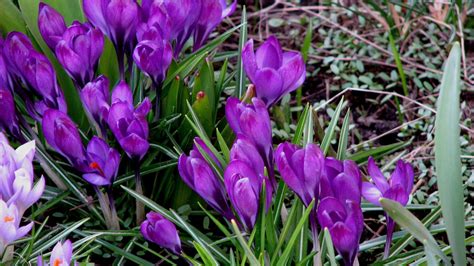 Purple Snowdrops Spring Grass Hd Flowers Wallpapers Hd Wallpapers