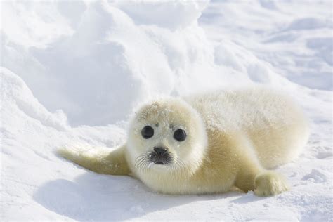 Harp Seal Facts History Useful Information And Amazing Pictures