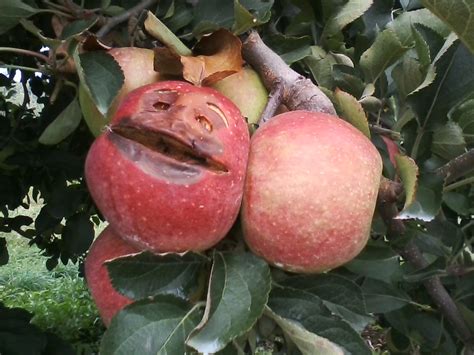 I Was Picking Apples In The Orchard When Suddenly Imgur