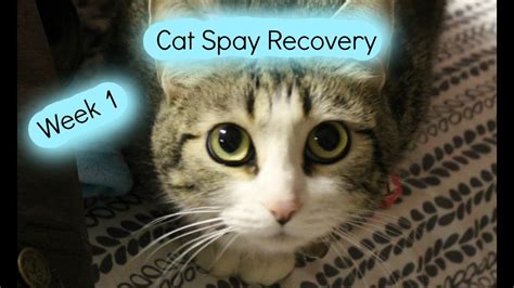 Feral Cat Spay Recovery Time Solution By Surferpix