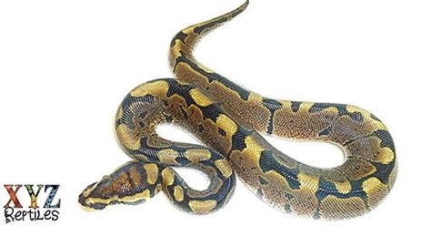 Woma Ball Python For Sale With Live Arrival Guarantee Xyzreptiles