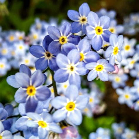 Myosotis Scorpioides Water Forget Me Not Uploaded By Sylviadavies