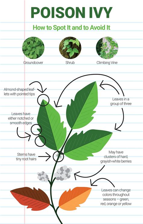 Stages Of Poison Ivy Healing