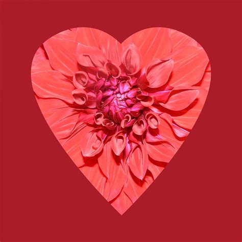 Flower Heart Red Free Stock Photo Public Domain Pictures