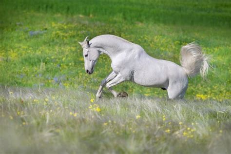 White Horse Run Gallop In Flowers Stock Photo Image Of Spring Beauty
