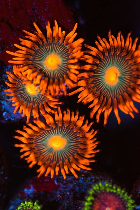Ocean Plants Underwater Plants Underwater World Coral Reef