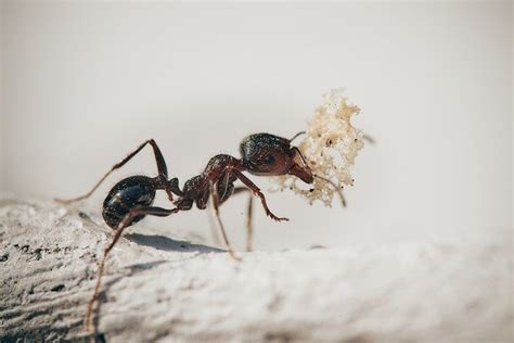 Natürliche hausmittel gegen mücken maulwurf frei solar diamant gardigo. Ameisen vertreiben - diese Tipps werden Ihnen helfen ...