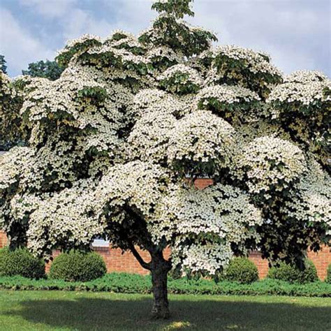Trees usa is a grower and wholesale distributor of container grown trees, crape myrtles, roses, shrubs, grasses, perennial plants and ground cover. Kousa Dogwood | Dogwood trees, Plants, Garden trees
