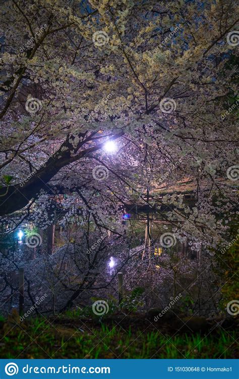 Cherry Blossoms Of Inokashira Park Inokashira Park Stock Photo Image