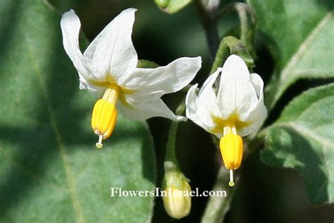Solanum Nigrum Flower
