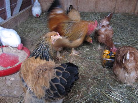 Learn about building a chicken coop, buying chicks, integrating new chickens with an existing flock, proper nutrition, common illnesses and many other things. Chicken Pecking Order: How, where, when and why - BackYard ...