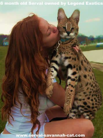 Savannah cat price in ohio with nationwide delivery available. Pin on Pets/Urban Farm